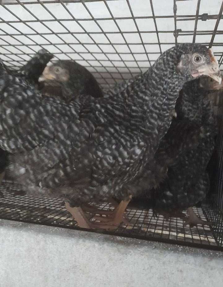 Продам кури Чеський домінант на яйця