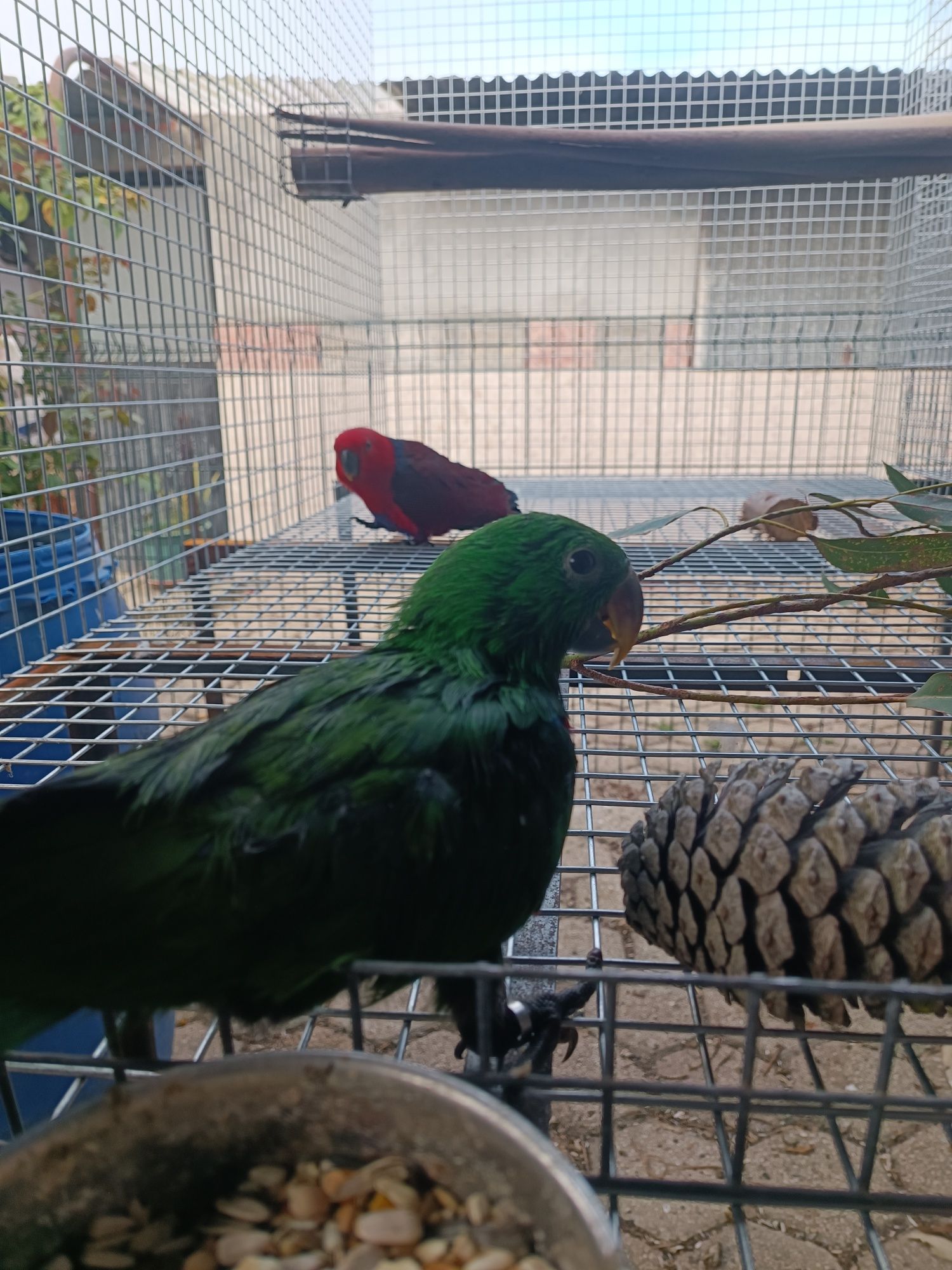 Ecletus M e F disponiveis
