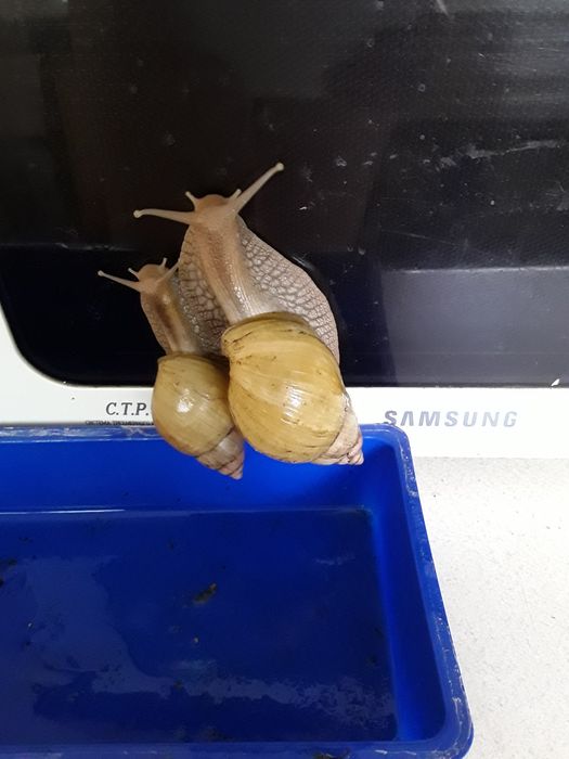 Ахатины Иммакулята