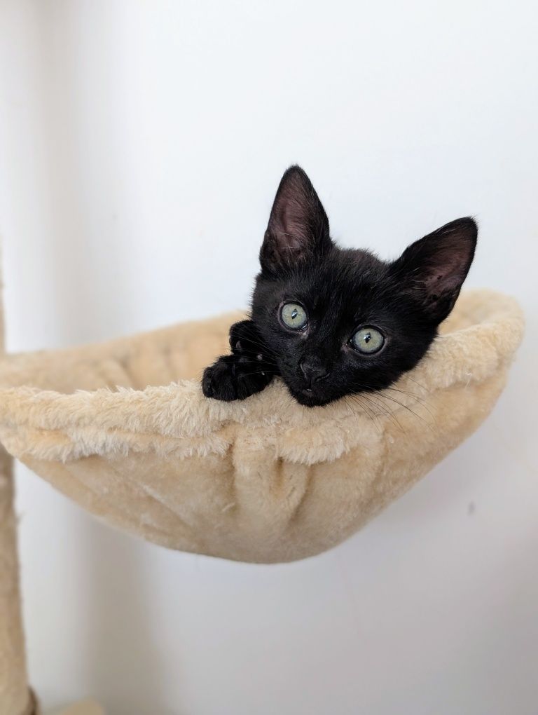 Mirtilo, o gatinho da sorte