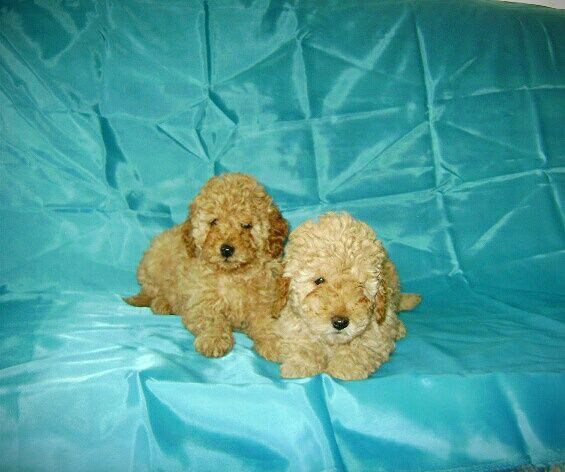 Пудель Аprikot color ВЯЗКA!! Договорная!!Стандарт FCI титулованный