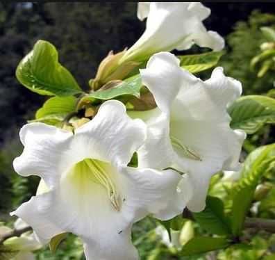 Бьюмонтія великовіткова. Beaumontia grandiflora
