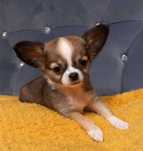 Suczka Chihuahua