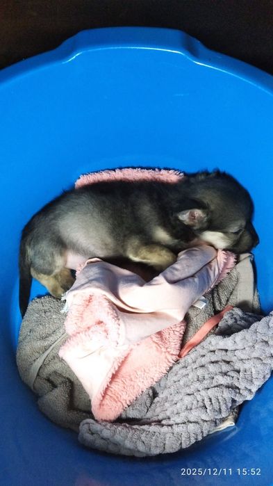 Цуценя шукає нову домівку )