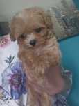 Maltipoo suczka hybryda