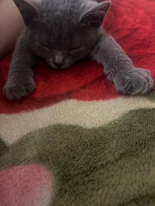 Шоталська прямовуха кішечка