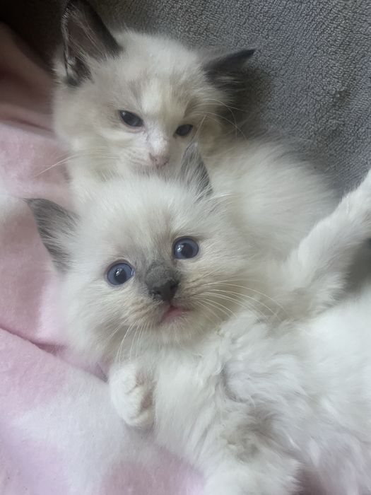 Kocurek ragdoll FPL  kot  cudny kotka