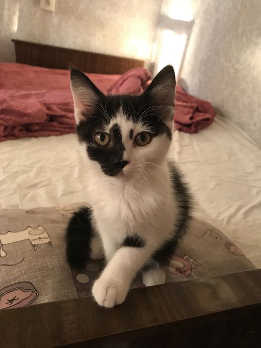 Кіт, миска,лоток,наповнювач