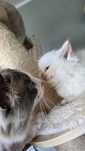 Ragdoll Chłopiec red bicolor lynx niesamowity pieszczoch