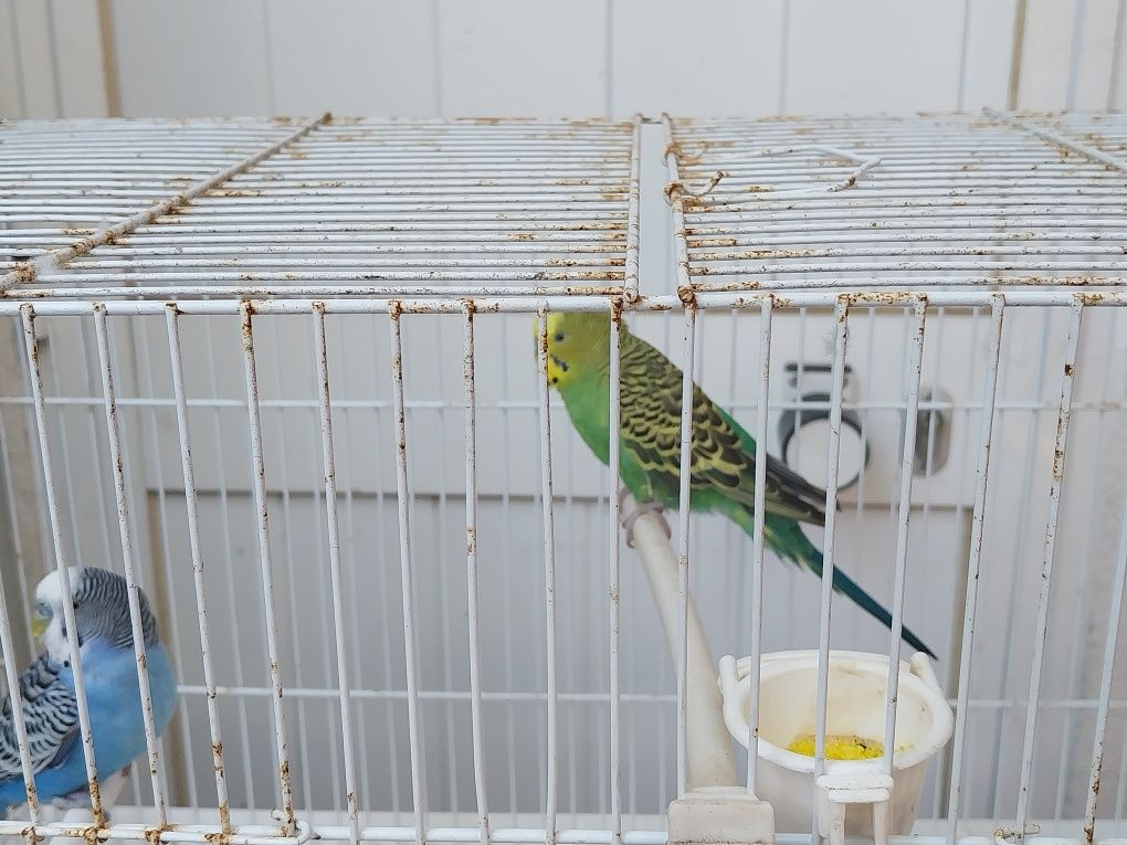 Piriquitos Autralianos com gaiola