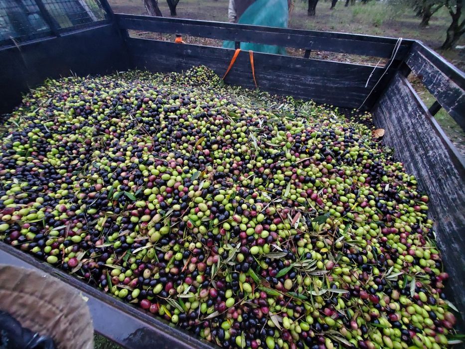 Azeite caseiro muito bom