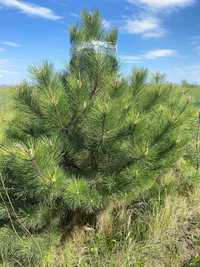Сосна кримська , сосна крымская , кримка , Pinus nigra.