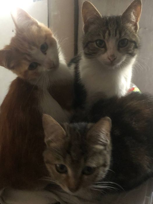 Безкоштовно віддам кошенят