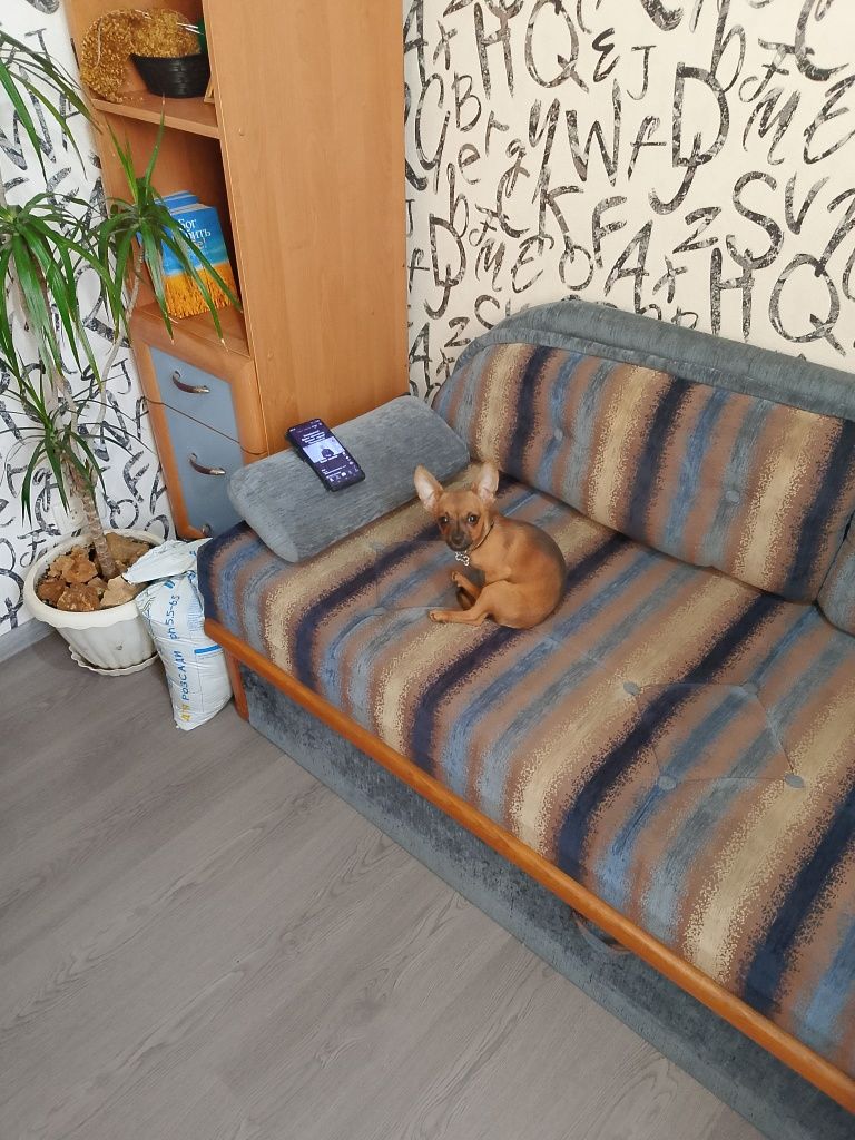 Той Терьер ,,Лакі,,запрошує баришню на в'язку. Безкоштовно