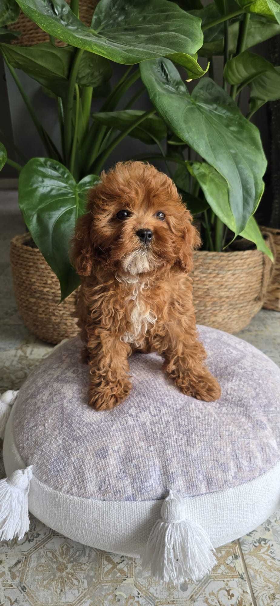 Cavapoo dziewczynka
