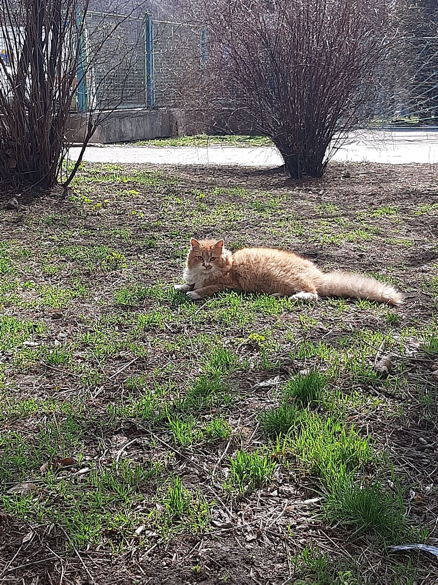 Шукає родину Кошеня підліток