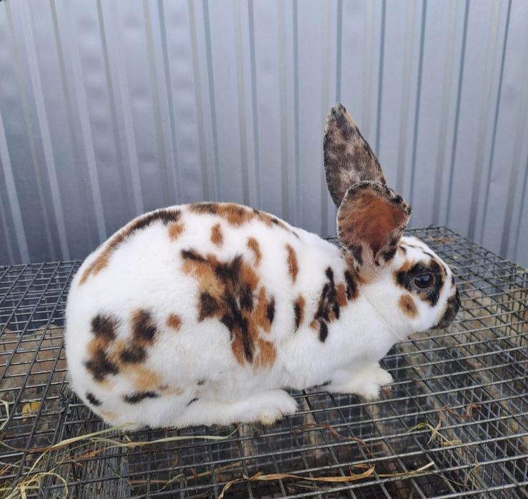 Sprzedam królika oraz 3 koguciki