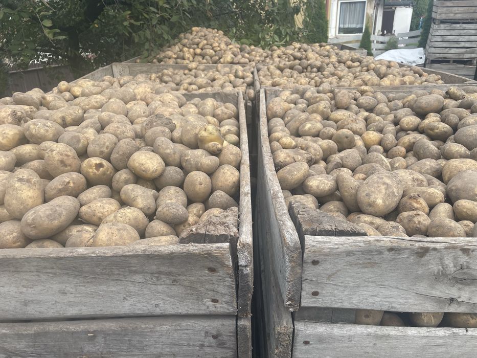 Ziemniaki jadalne prosto z pola