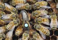 Бджоломатки Карніка Кірххайн, Німеччина, матки