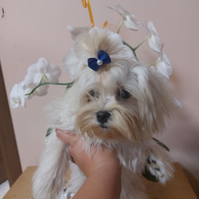 Мальчик мальтийская балонка