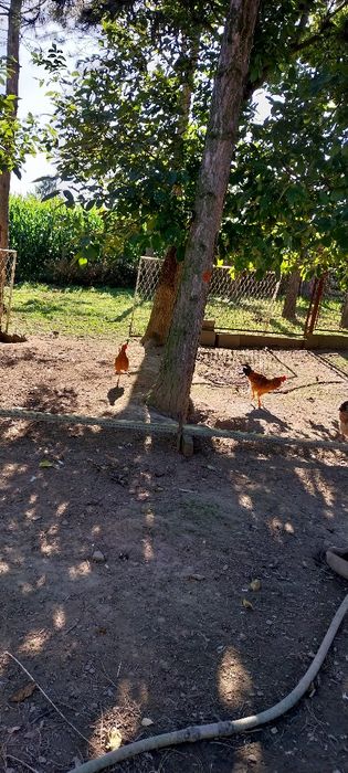 Kaczka 100zł i Kogutki 45zł.szt