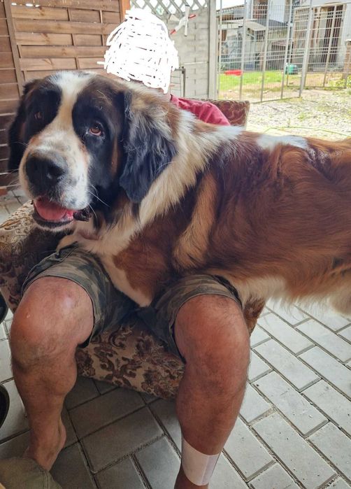 oddam smycz pasuje do Moskiewski Pies Stróżujący