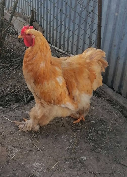 Продам півней породи кохінхін