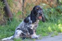 Cocker Spaniel Angielski BLUE ROAN TAN PIESEK
