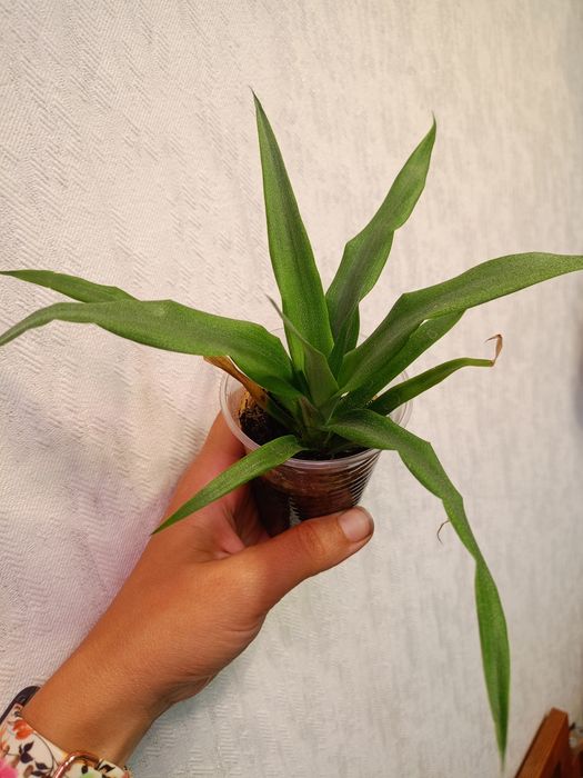 Домашня квітуча орхідея метелик, рожевий антуріум, драцена Лемон