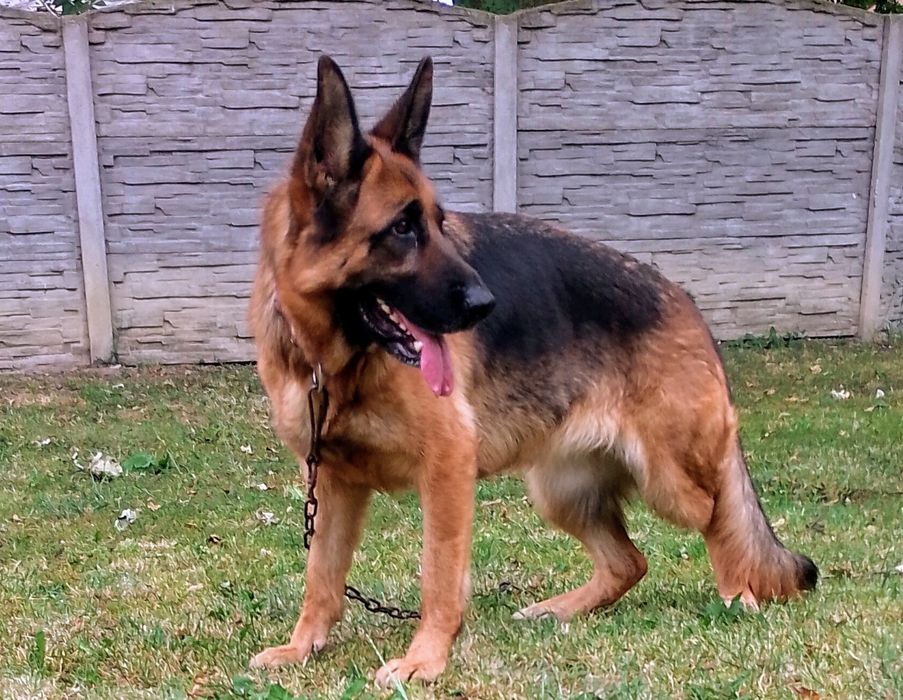 Owczarek niemiecki krótkowłosy