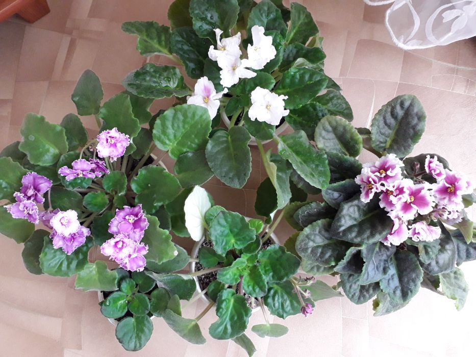 Сенполии -  фиалки.