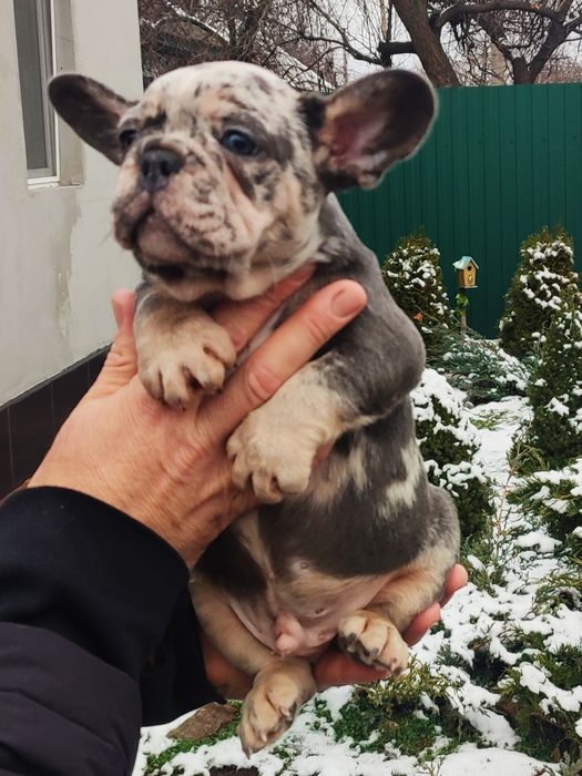 Вип мальчик голубой мерле