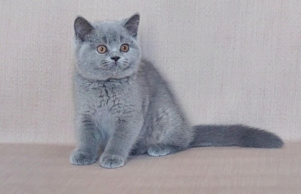 Чистокровные короткошерстные британские котята из питомника