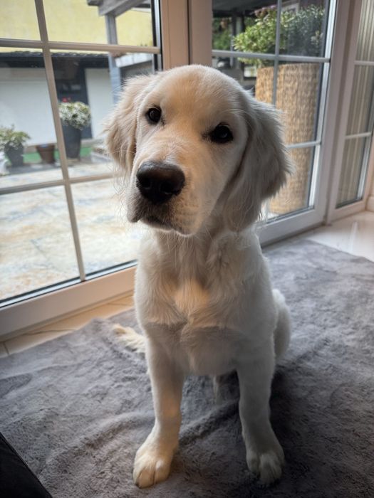 Golden Retriever FCI ZKwP Piesek Po Championie PL *GOTOWY DO ODBIORU*