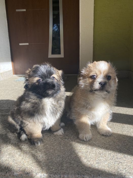 Oddam pieski w dobre rece