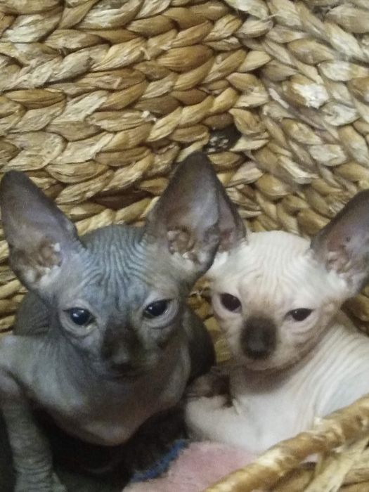Котята канадского сфинкса