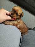 Yorkshire Terrier Ocean Perle pies