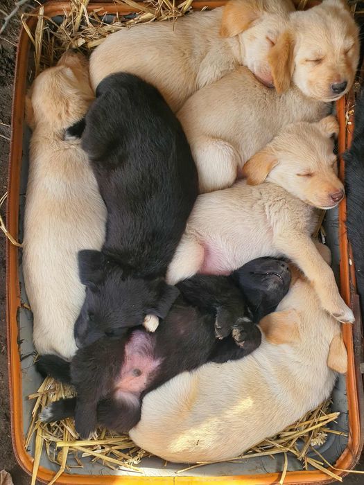 Oddam szczeniaka w typie labradora – ZA DARMO