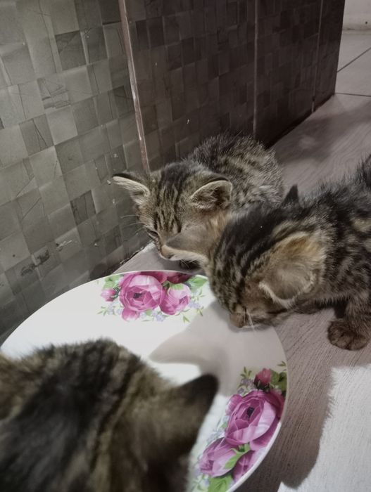 Кошенята  малишки