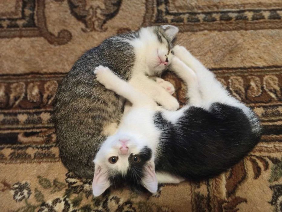 Котята ищут дом, мальчик и девочка (2 месяца)