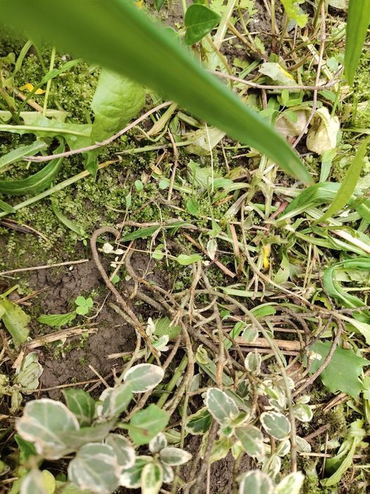 Лоза Бересклет форчуна