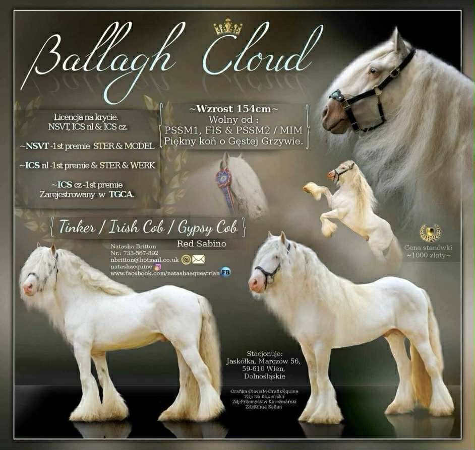 Klacz Tinker/Gypsy cob do hodowlii