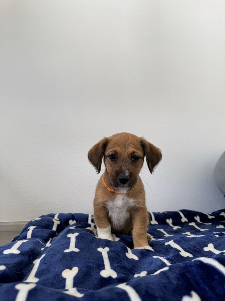 Lua & Estrelita - 2.5 meses, porte médio (15kg)