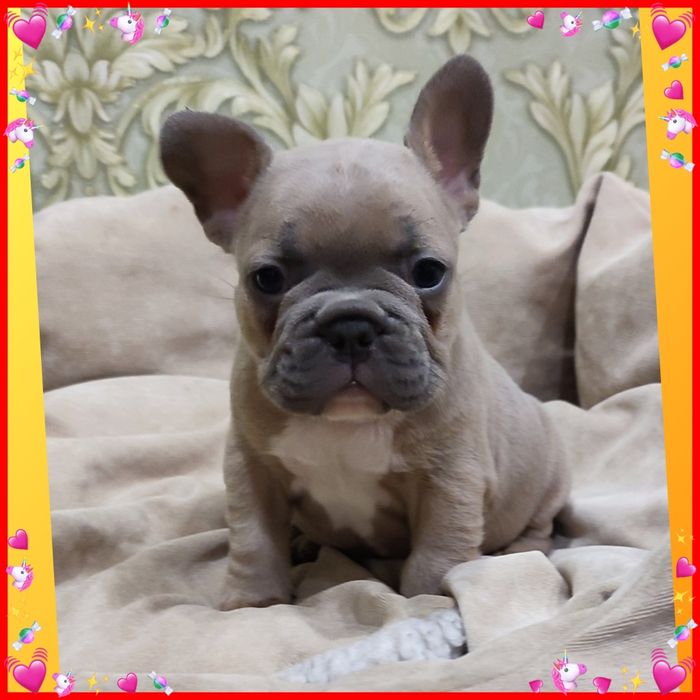 Суперовий бульдожик