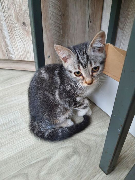 Кошенята 1,5 міс хлопчик та дівчата