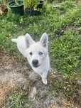 Husky siberiano c/lop