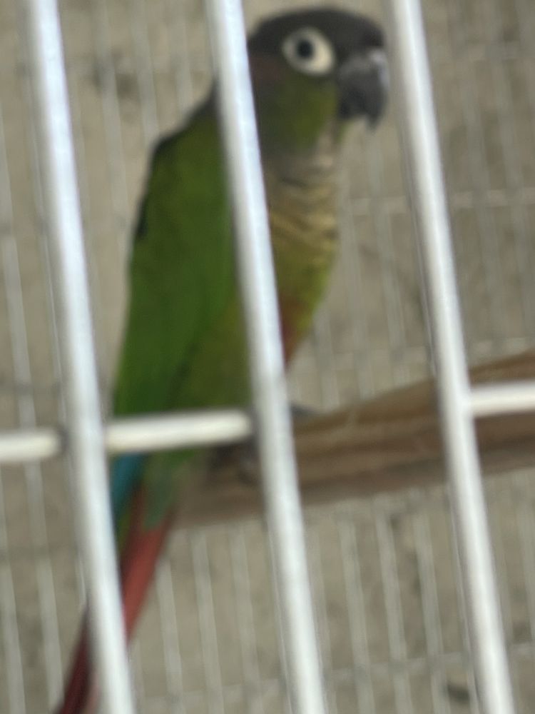 Pyrrhura macho.