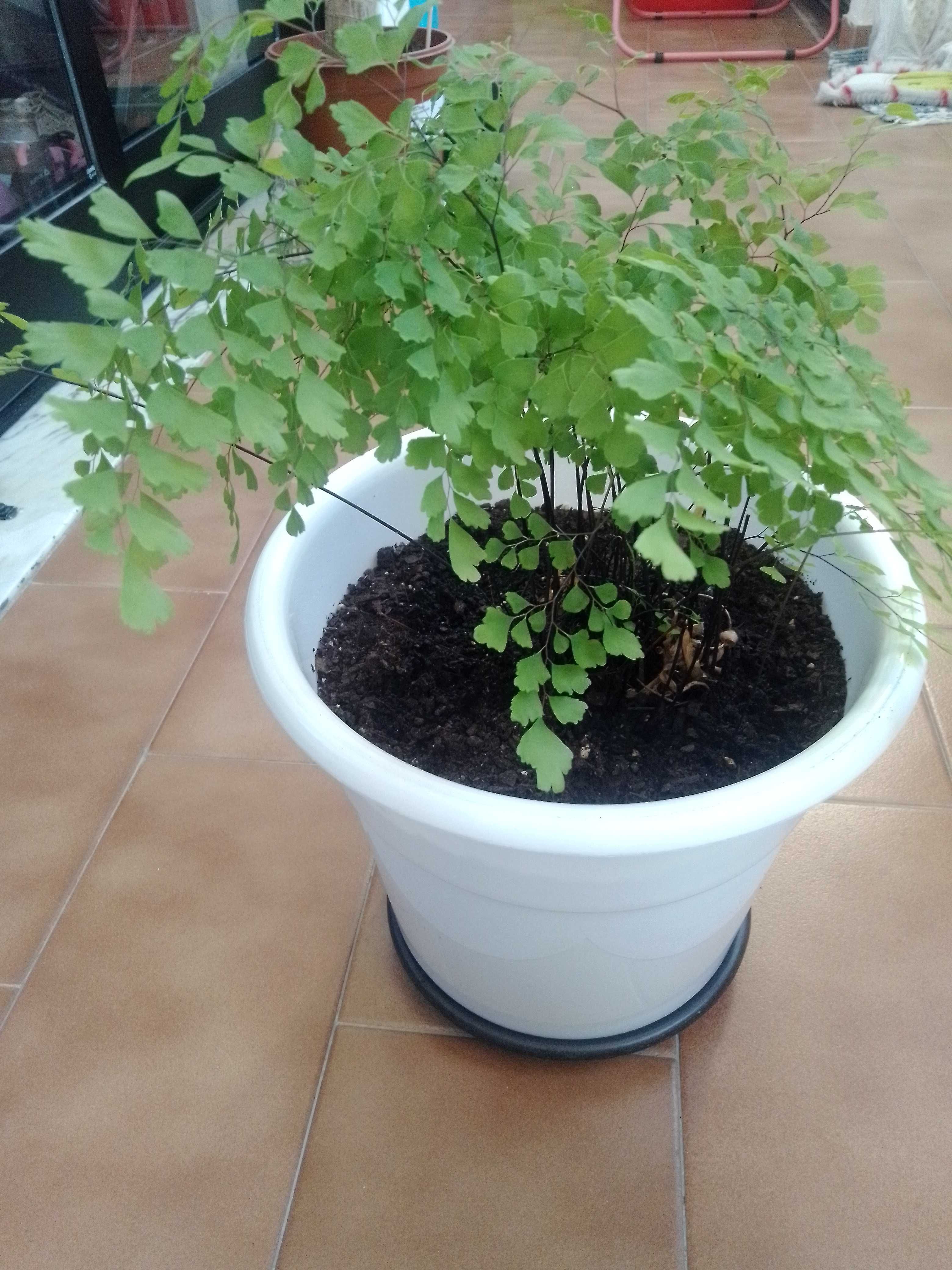 Planta de interior em fase de crescimento.