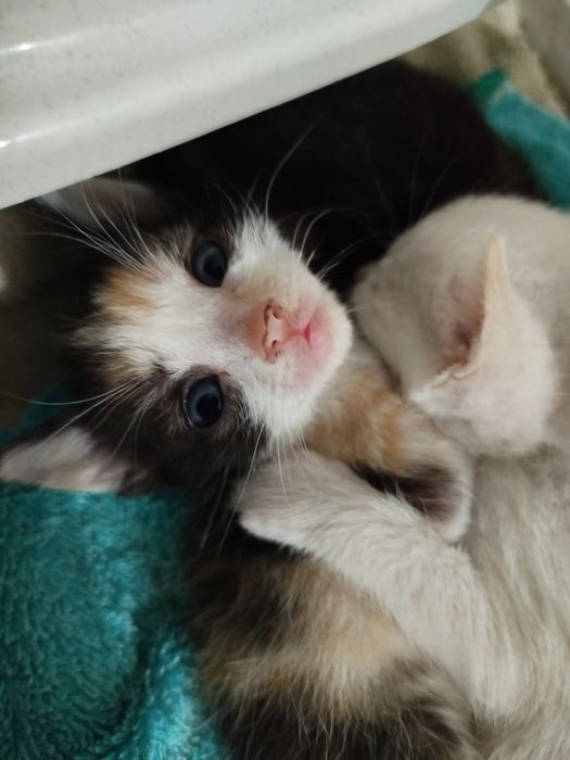Tenho 6 gatos para dar. 2 machos e 4 fêmeas