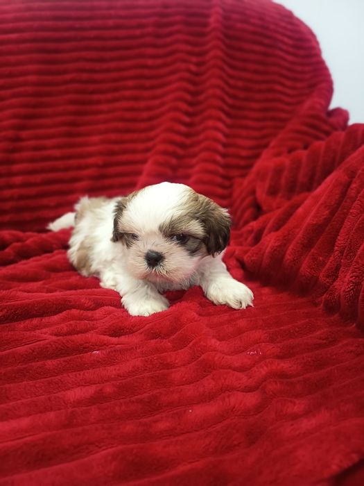 Linda menina shih-tzu, vacinada e desparasitada